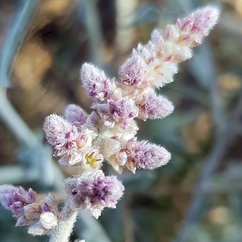 Aerva javanica (Desert Cotton)
