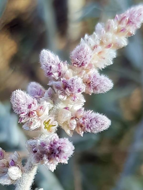 Aerva javanica (Desert Cotton)