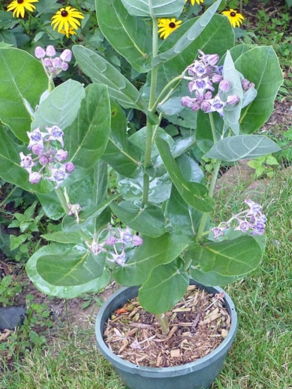 Calotropis (Milkweed)