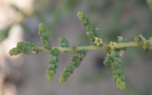Salsola imbricata - Image 2