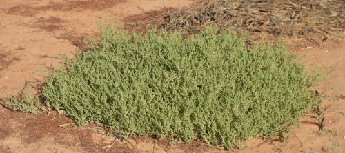 Salsola imbricata - Image 4