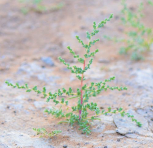 Salsola imbricata