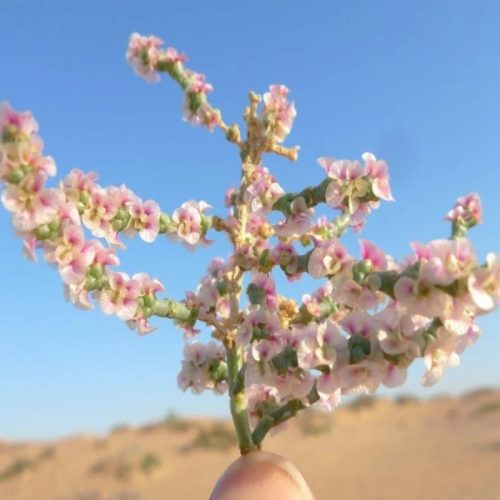 Haloxylon salicornicum