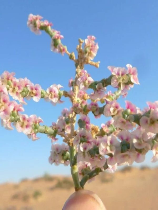 Haloxylon salicornicum