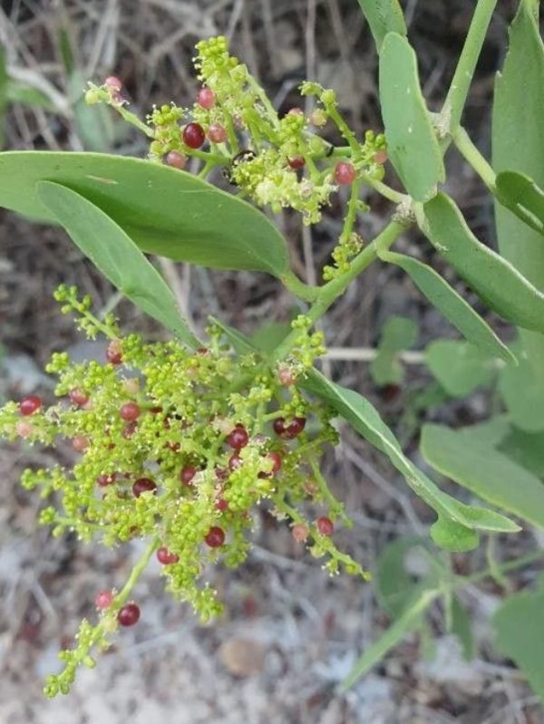 Salvadora persica (Miswak Tree)
