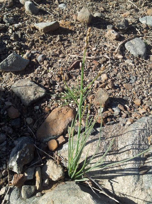 Asphodelus tenuifolius - Image 2