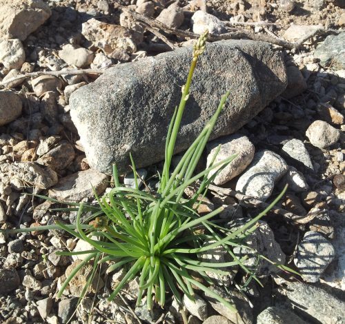 Asphodelus tenuifolius