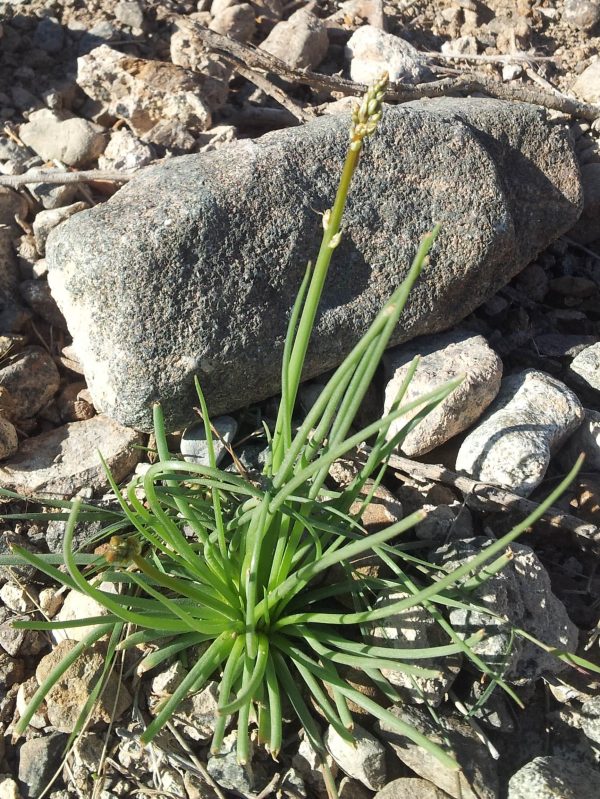 Asphodelus tenuifolius