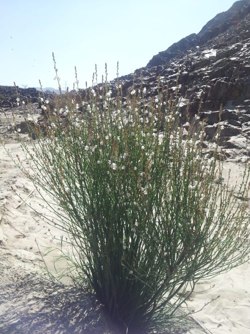 Asphodelus tenuifolius - Image 6