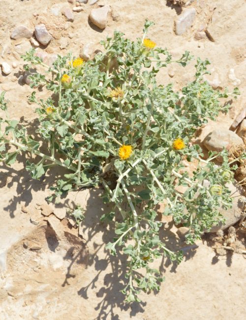 Anvillea garcinii - Image 3