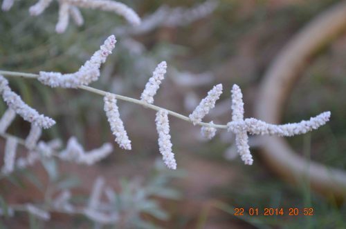 Aerva javanica - Image 2