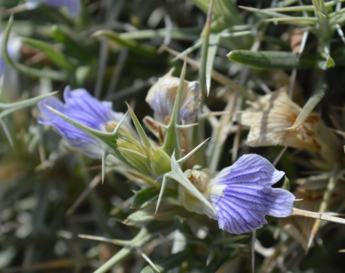 Blepharis ciliaris - Image 5