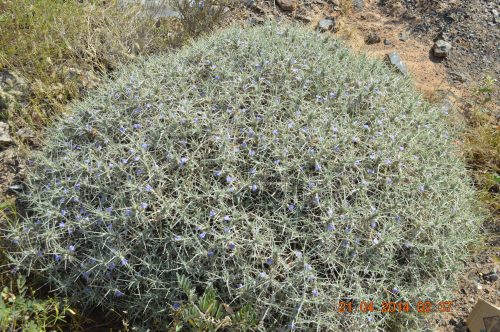 Blepharis ciliaris - Image 6