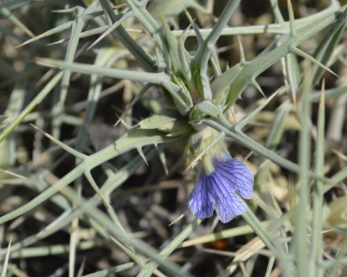 Blepharis ciliaris - Image 7