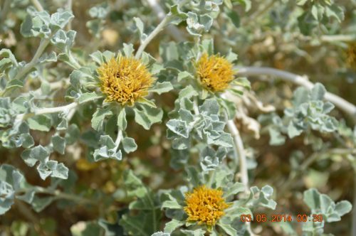 Anvillea garcinii - Image 5