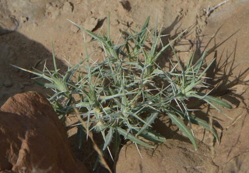 Blepharis ciliaris - Image 8