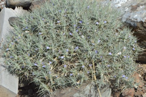 Blepharis ciliaris - Image 10
