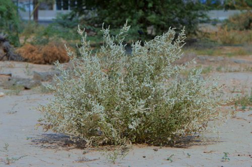 Aerva javanica
