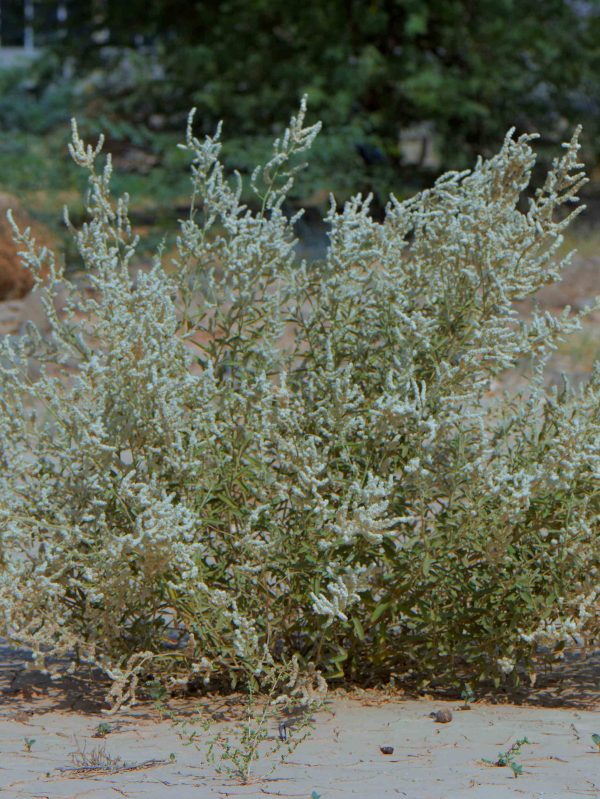 Aerva javanica