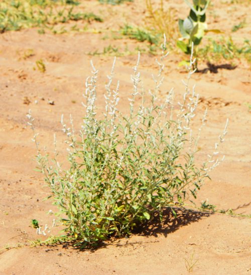 Aerva javanica - Image 5