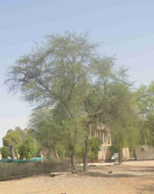 Acacia arabica, Vachellia nilotica