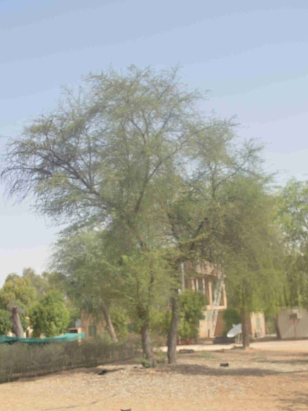 Acacia arabica, Vachellia nilotica