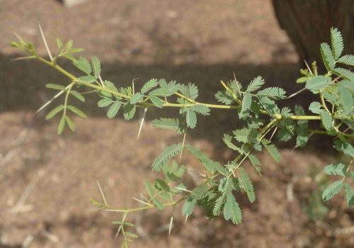 Acacia arabica, Vachellia nilotica - Image 2