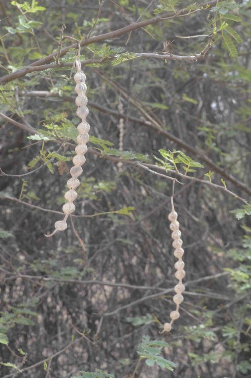 Acacia arabica, Vachellia nilotica - Image 3