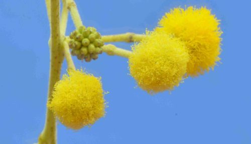 Acacia arabica, Vachellia nilotica - Image 4