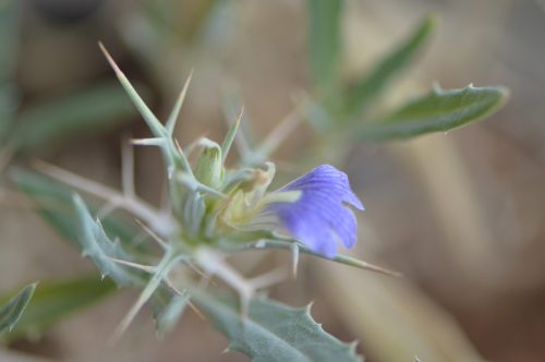 Blepharis ciliaris - Image 11