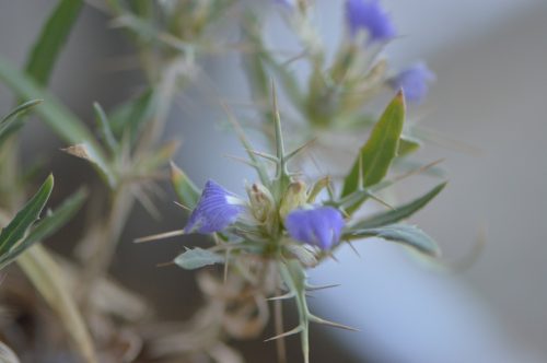 Blepharis ciliaris - Image 12