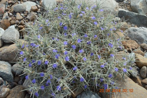 Blepharis ciliaris - Image 2