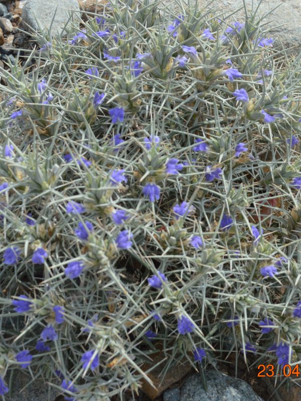 Blepharis ciliaris