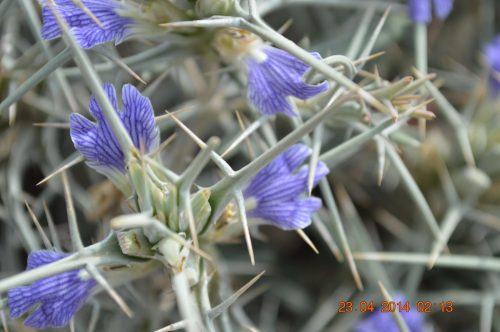 Blepharis ciliaris - Image 3