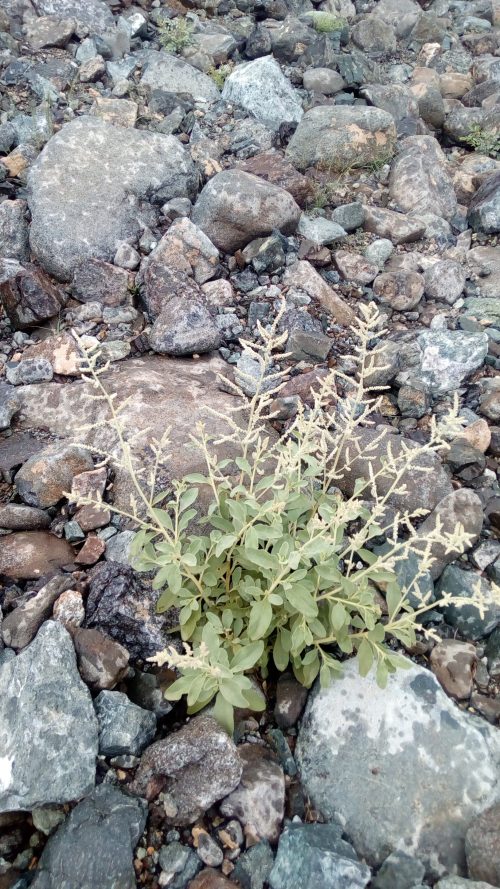 Aerva javanica - Image 6