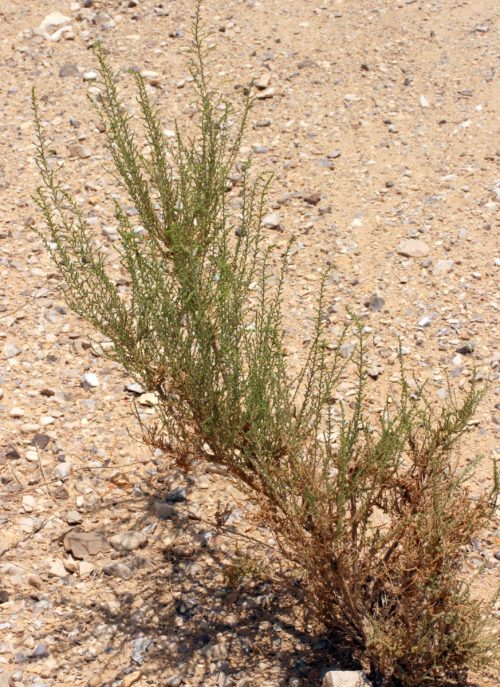 Salsola imbricata (Caroxylon imbricatum)