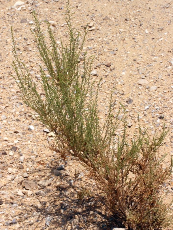 Salsola imbricata (Caroxylon imbricatum)