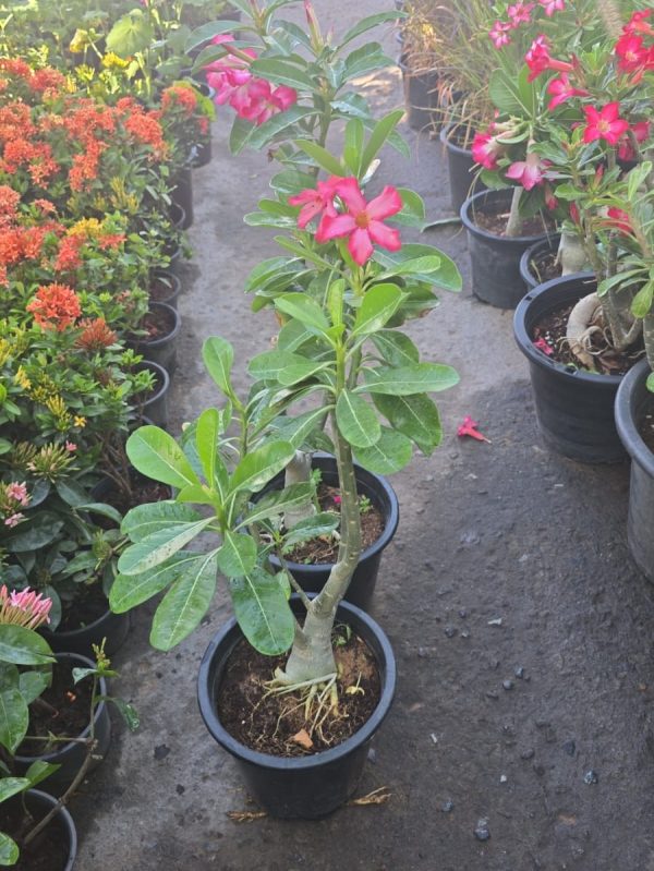 Buy Adenium Plant (Desert Rose) Online in UAE – Stunning Indoor & Outdoor Flowering Plant