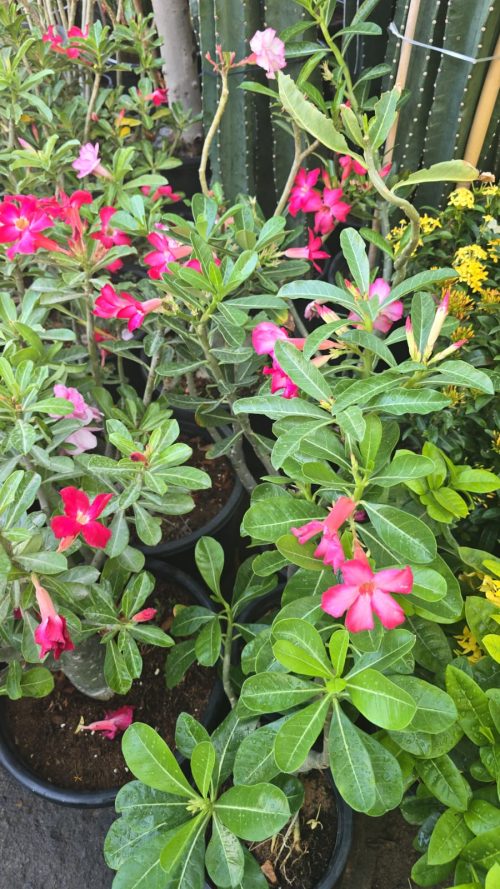 Buy Adenium Plant (Desert Rose) Online in UAE – Stunning Indoor & Outdoor Flowering Plant - Image 2