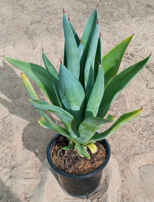 Buy Agave Plant Online in UAE – Hardy, Stylish Succulent for Gardens & Landscapes
