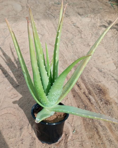 Buy Aloe Vera Plant Online in UAE – Medicinal, Air-Purifying & Easy-Care Succulent