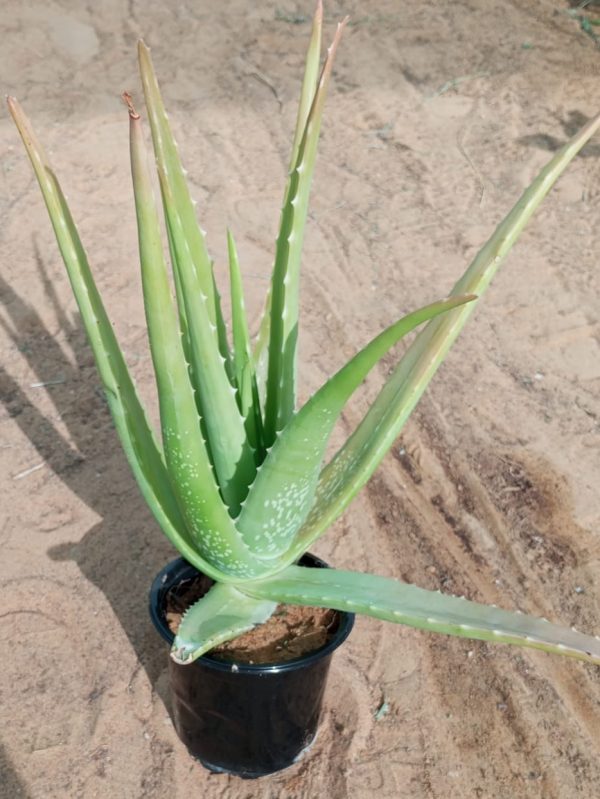 Buy Aloe Vera Plant Online in UAE – Medicinal, Air-Purifying & Easy-Care Succulent