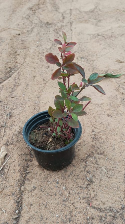 Buy Alternanthera Plant Online in UAE – Colorful Ground Cover for Landscaping & Gardens