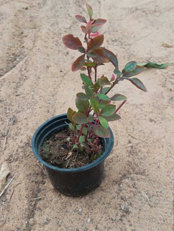 Buy Alternanthera Plant Online in UAE – Colorful Ground Cover for Landscaping & Gardens