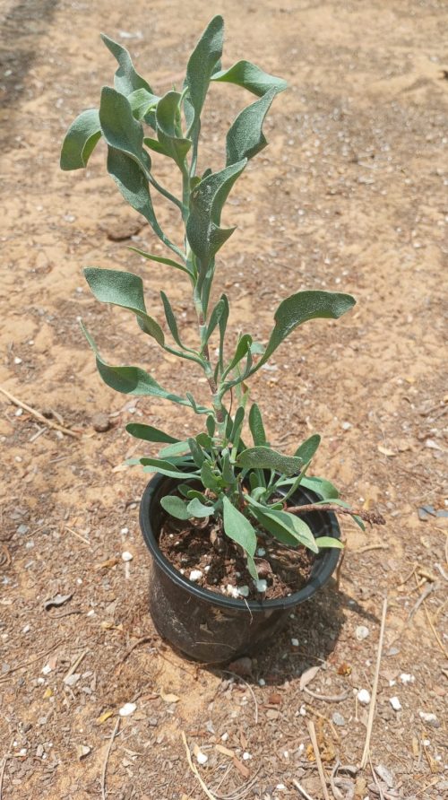 Buy Atriplex Semibaccata (Creeping Saltbush) Online in UAE – Hardy Ground Cover for Dry & Coastal Landscapes
