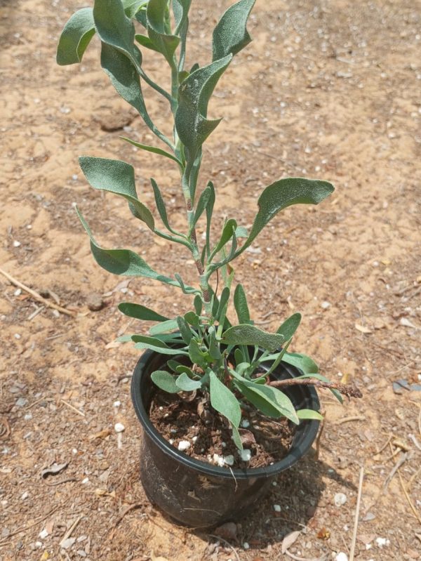 Buy Atriplex Semibaccata (Creeping Saltbush) Online in UAE – Hardy Ground Cover for Dry & Coastal Landscapes
