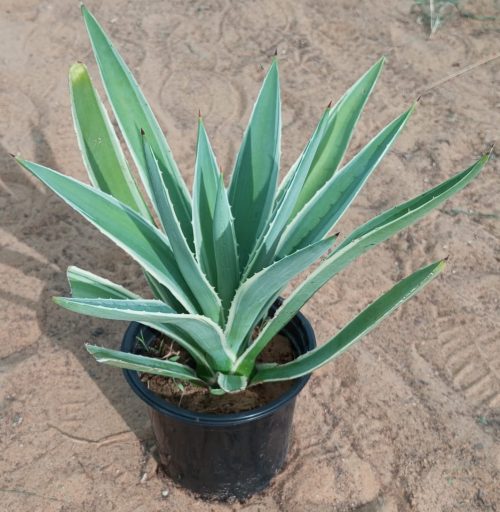 Buy Agave Attenuata (Fox Tail Agave) Online in UAE – Elegant, Spineless Succulent for Gardens & Pots