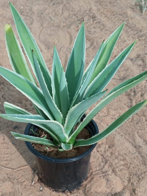 Buy Agave Attenuata (Fox Tail Agave) Online in UAE – Elegant, Spineless Succulent for Gardens & Pots