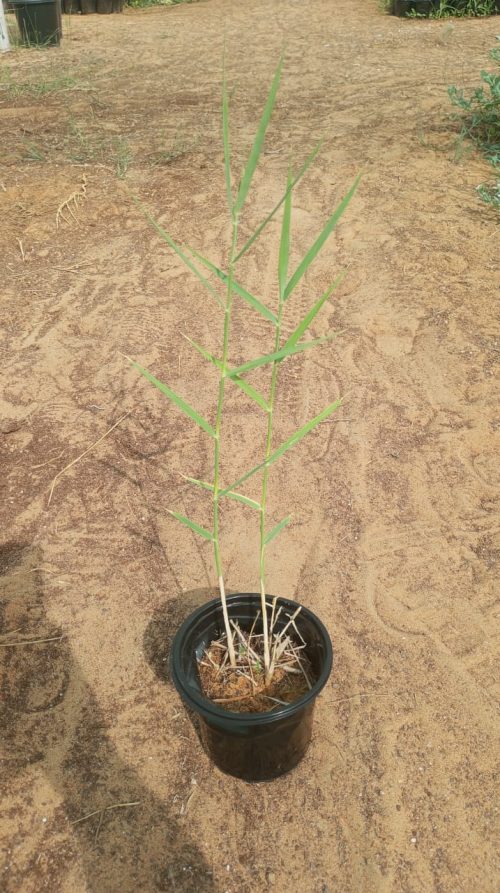 Buy Bamboo Plant Online in UAE – Fast-Growing Privacy Plant for Indoors & Landscapes