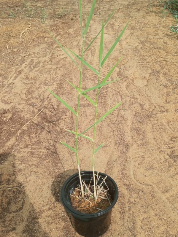 Buy Bamboo Plant Online in UAE – Fast-Growing Privacy Plant for Indoors & Landscapes